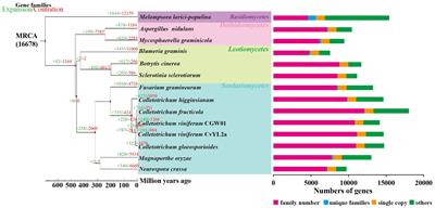Histological and transcriptomic insights into the interaction between grapevine and Colletotrichum viniferum
